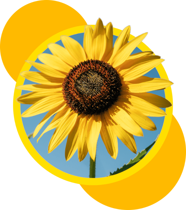 A sunflower