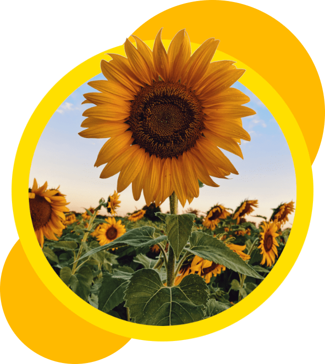 A sunflower